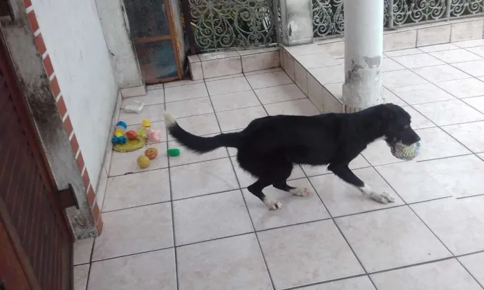 Cachorro ra a SRD idade 1 ano nome Luna