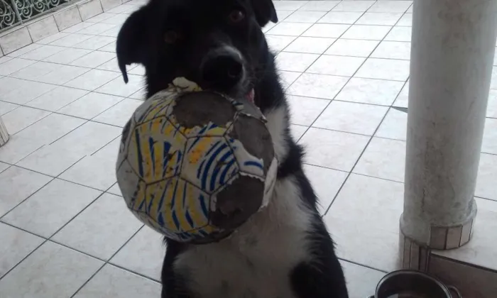 Cachorro ra a SRD idade 1 ano nome Luna