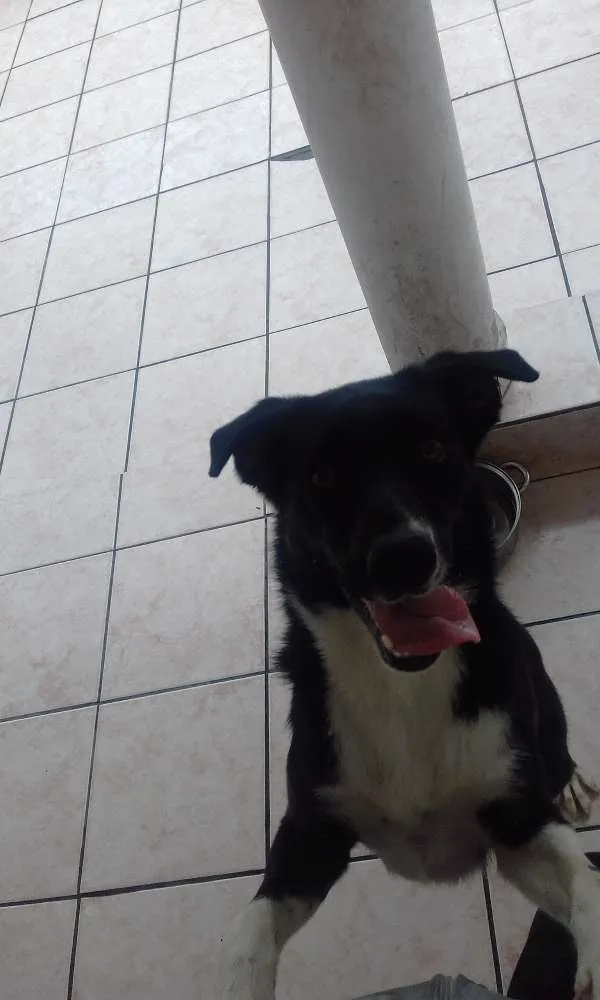 Cachorro ra a SRD idade 1 ano nome Luna