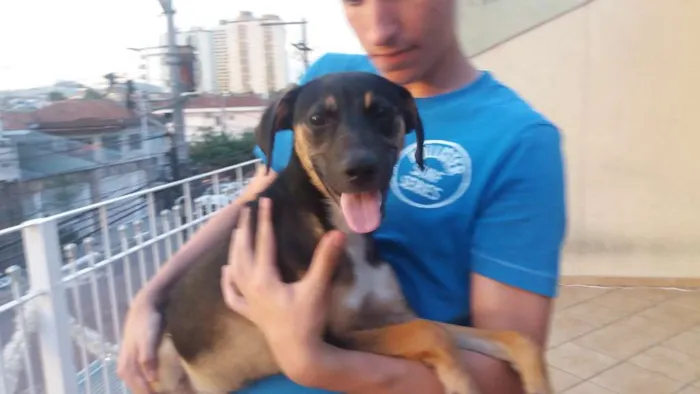 Cachorro ra a Não definida  idade 2 a 6 meses nome Lucy
