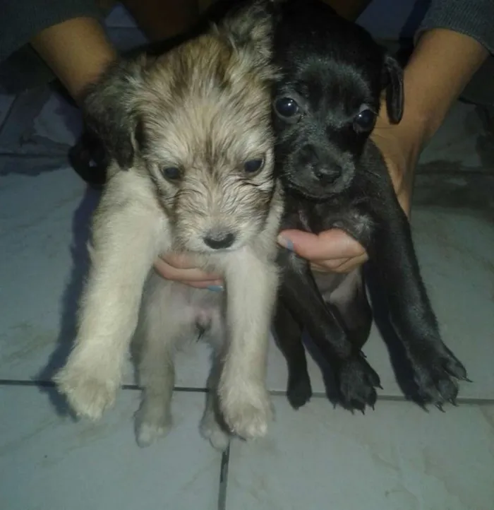 Cachorro ra a vira lata idade Abaixo de 2 meses nome sem nome