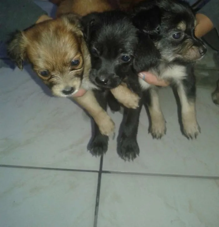 Cachorro ra a vira lata idade Abaixo de 2 meses nome sem nome