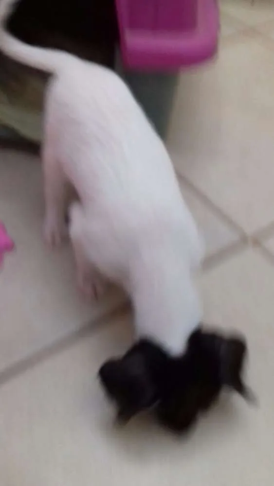Cachorro ra a Não  sei idade 2 a 6 meses nome Branquinha