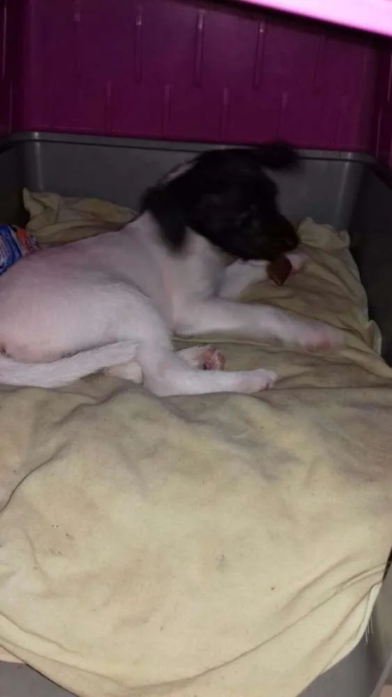 Cachorro ra a Não  sei idade 2 a 6 meses nome Branquinha