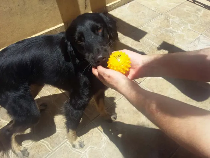 Cachorro ra a Vira lata idade 1 ano nome Negao 
