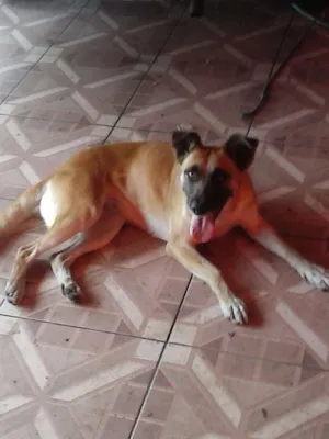 Cachorro raça indefinida idade 2 anos nome mel