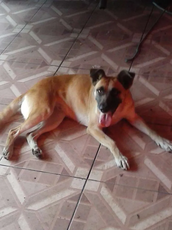 Cachorro ra a indefinida idade 2 anos nome mel