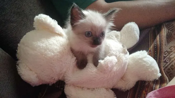 Gato ra a Siamês idade Abaixo de 2 meses nome Sem nome