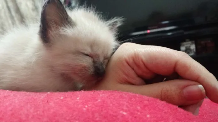 Gato ra a Siamês idade Abaixo de 2 meses nome Sem nome