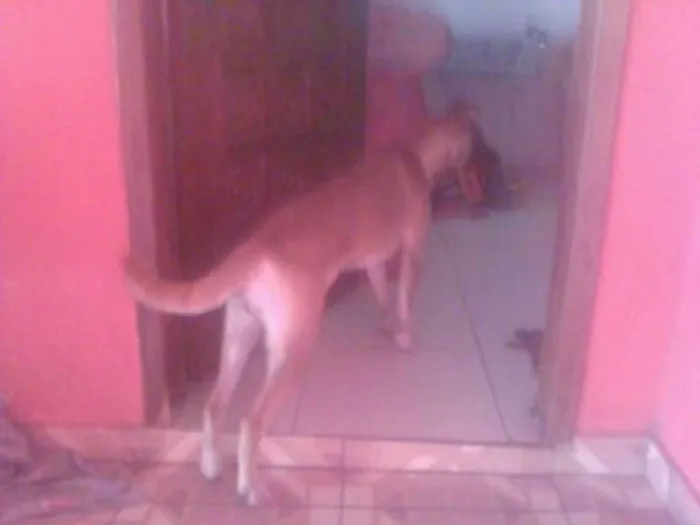 Cachorro ra a indefinida idade 2 anos nome mel