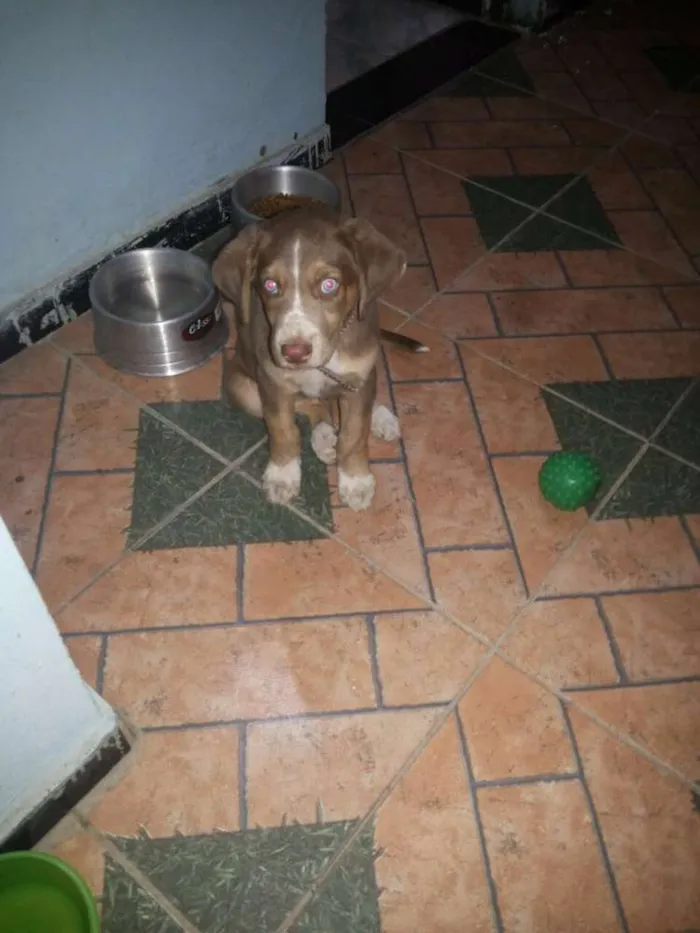 Cachorro raça Labrado c/ Husky idade 2 a 6 meses nome Lord
