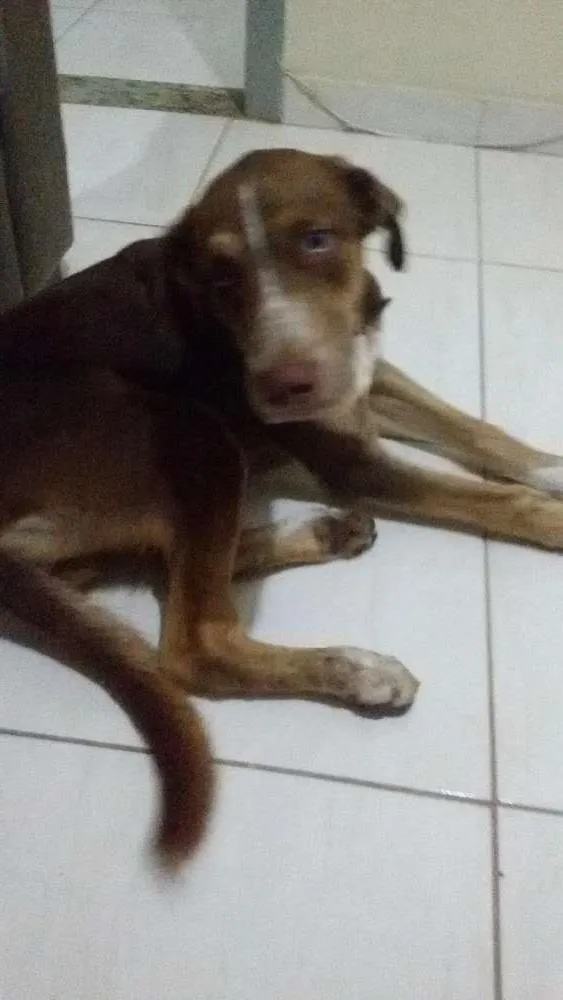 Cachorro raça Labrado c/ Husky idade 2 a 6 meses nome Lord
