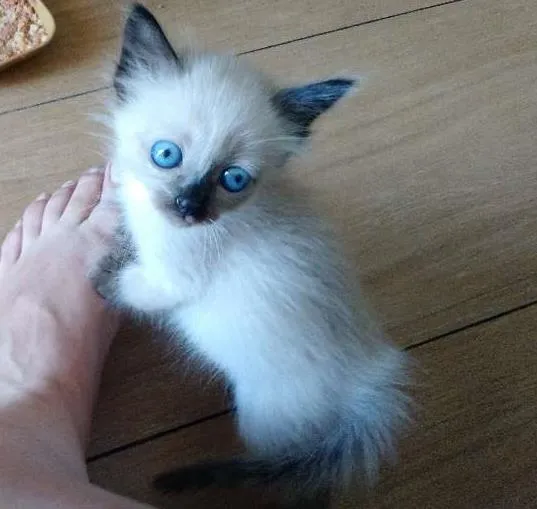 Gato ra a Siamês idade Abaixo de 2 meses nome Sem nome