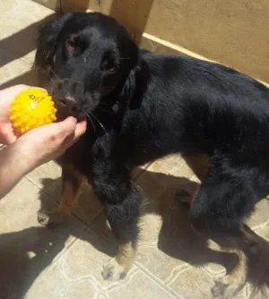 Cachorro raça Vira lata idade 1 ano nome Negao 