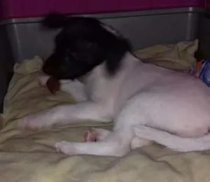 Cachorro raça Não  sei idade 2 a 6 meses nome Branquinha