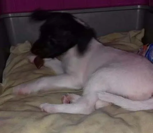 Cachorro ra a Não  sei idade 2 a 6 meses nome Branquinha