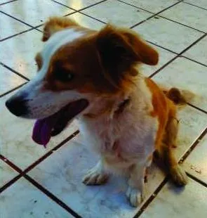 Cachorro raça srd idade 4 anos nome Beloca