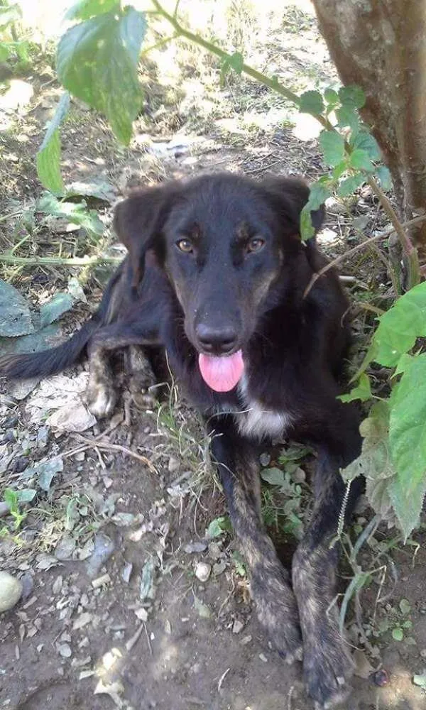 Cachorro ra a Golden retriver idade 2 anos nome LessyLessy