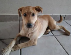 Cachorro raça Não definida idade 7 a 11 meses nome Mel