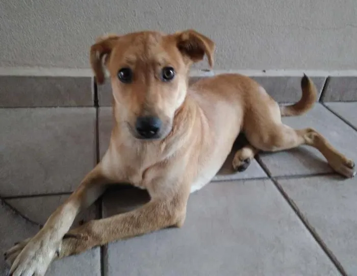 Cachorro ra a Não definida idade 7 a 11 meses nome Mel
