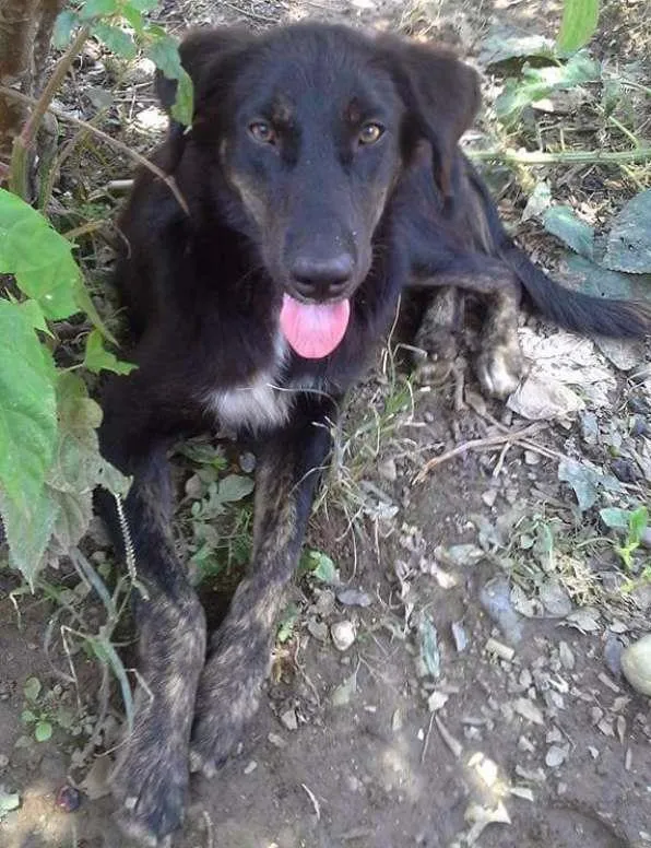 Cachorro ra a Golden retriver idade 2 anos nome LessyLessy