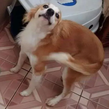 Cachorro ra a SRD idade 2 anos nome Bili