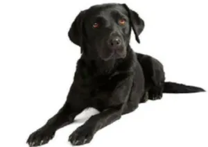 Cachorro raça corredora idade 2 anos nome Sandah