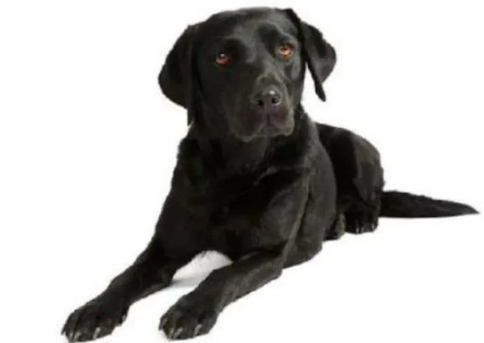 Cachorro ra a corredora idade 2 anos nome Sandah
