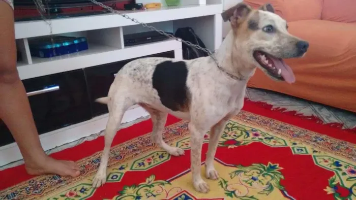 Cachorro ra a Pitbull com Boxer idade 1 ano nome Rihanna