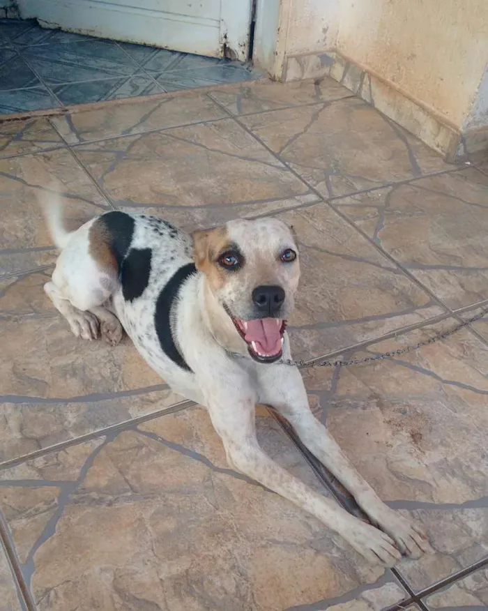 Cachorro ra a Pitbull com Boxer idade 1 ano nome Rihanna
