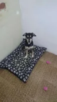 Mel
