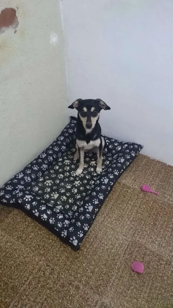 Cachorro ra a SRD idade 1 ano nome Mel