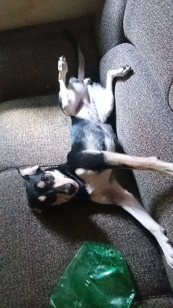Cachorro ra a SRD idade 1 ano nome Mel