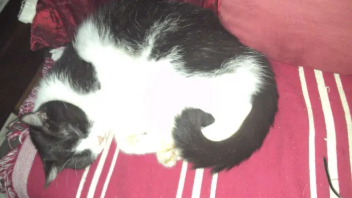 Gato ra a  idade 6 ou mais anos nome frajola