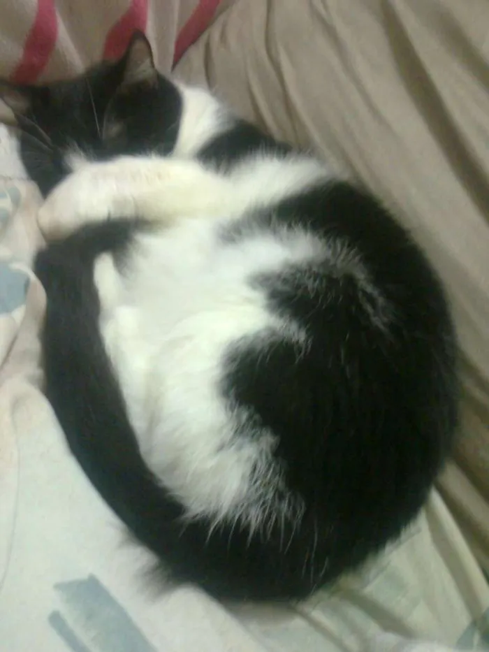 Gato ra a  idade 6 ou mais anos nome frajola