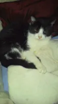 frajola