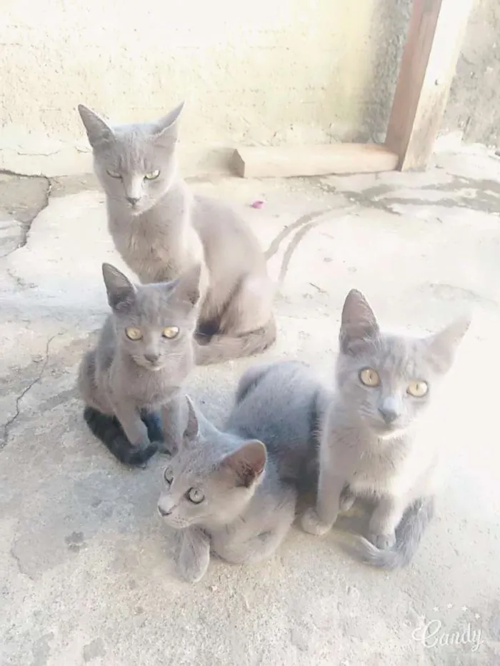 Gato ra a Viralata idade nome Sem nome