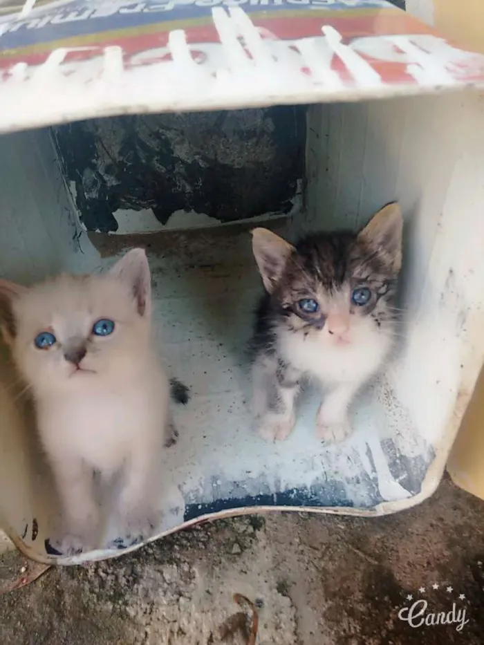 Gato ra a Viralata idade 2 a 6 meses nome Sem nome