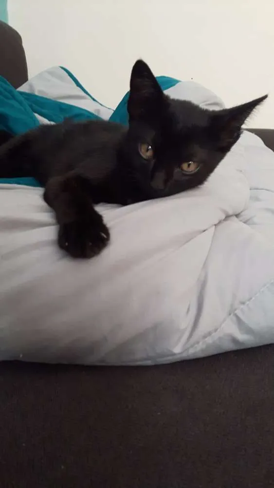 Gato raça sem raça idade 2 a 6 meses nome Morgana