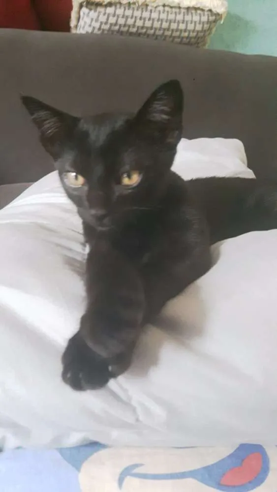 Gato raça sem raça idade 2 a 6 meses nome Morgana