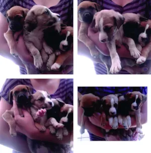 Cachorro raça vira-lata idade 2 a 6 meses nome não tem