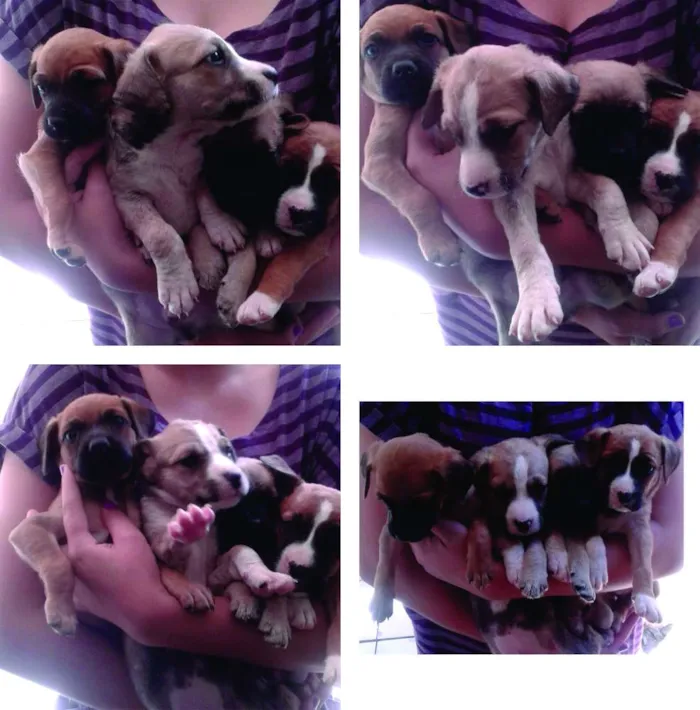Cachorro ra a vira-lata idade 2 a 6 meses nome não tem