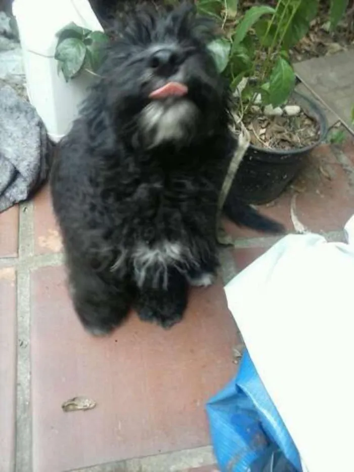 Cachorro ra a poodle  idade 2 a 6 meses nome Augusto