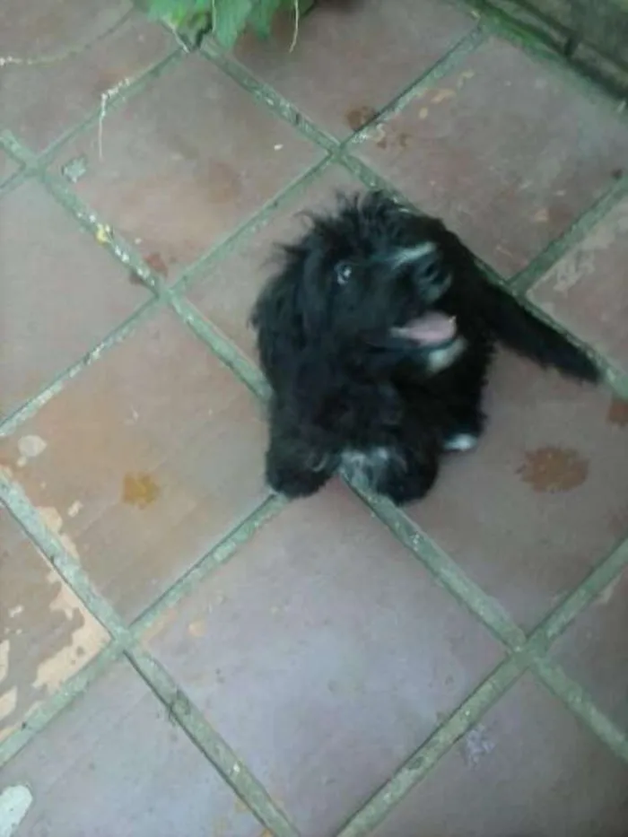 Cachorro ra a poodle  idade 2 a 6 meses nome Augusto