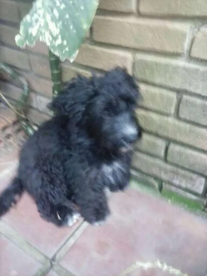 Cachorro ra a poodle  idade 2 a 6 meses nome Augusto