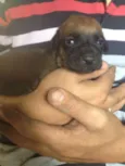 FILHOTES FOFINHOS 