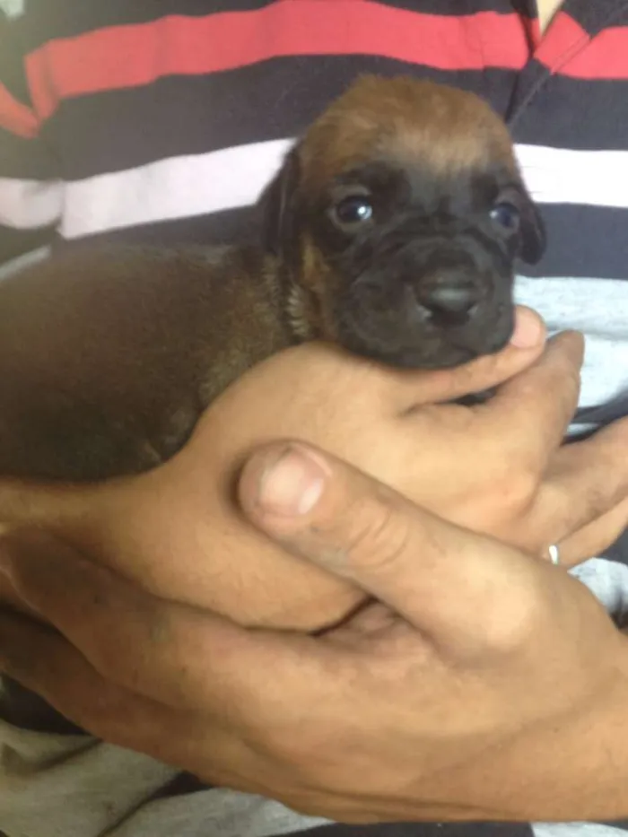 Cachorro ra a  idade 2 a 6 meses nome FILHOTES FOFINHOS 