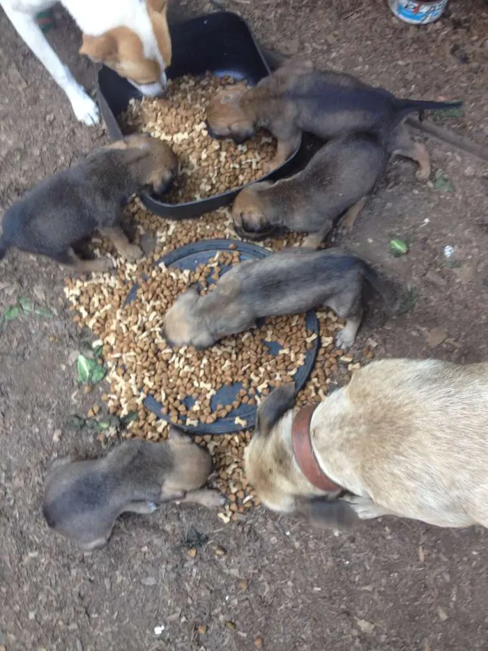 Cachorro ra a  idade 2 a 6 meses nome FILHOTES FOFINHOS 