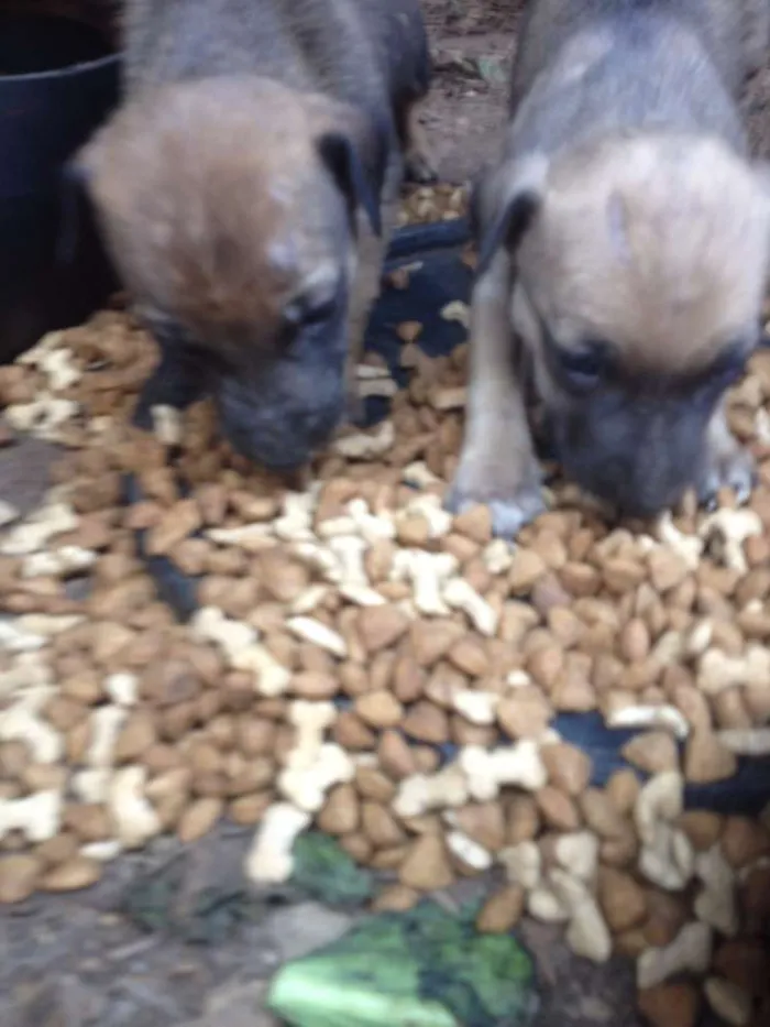 Cachorro ra a  idade 2 a 6 meses nome FILHOTES FOFINHOS 