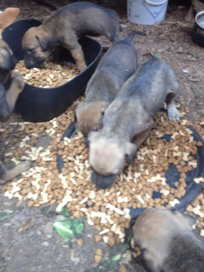 Cachorro ra a  idade 2 a 6 meses nome FILHOTES FOFINHOS 